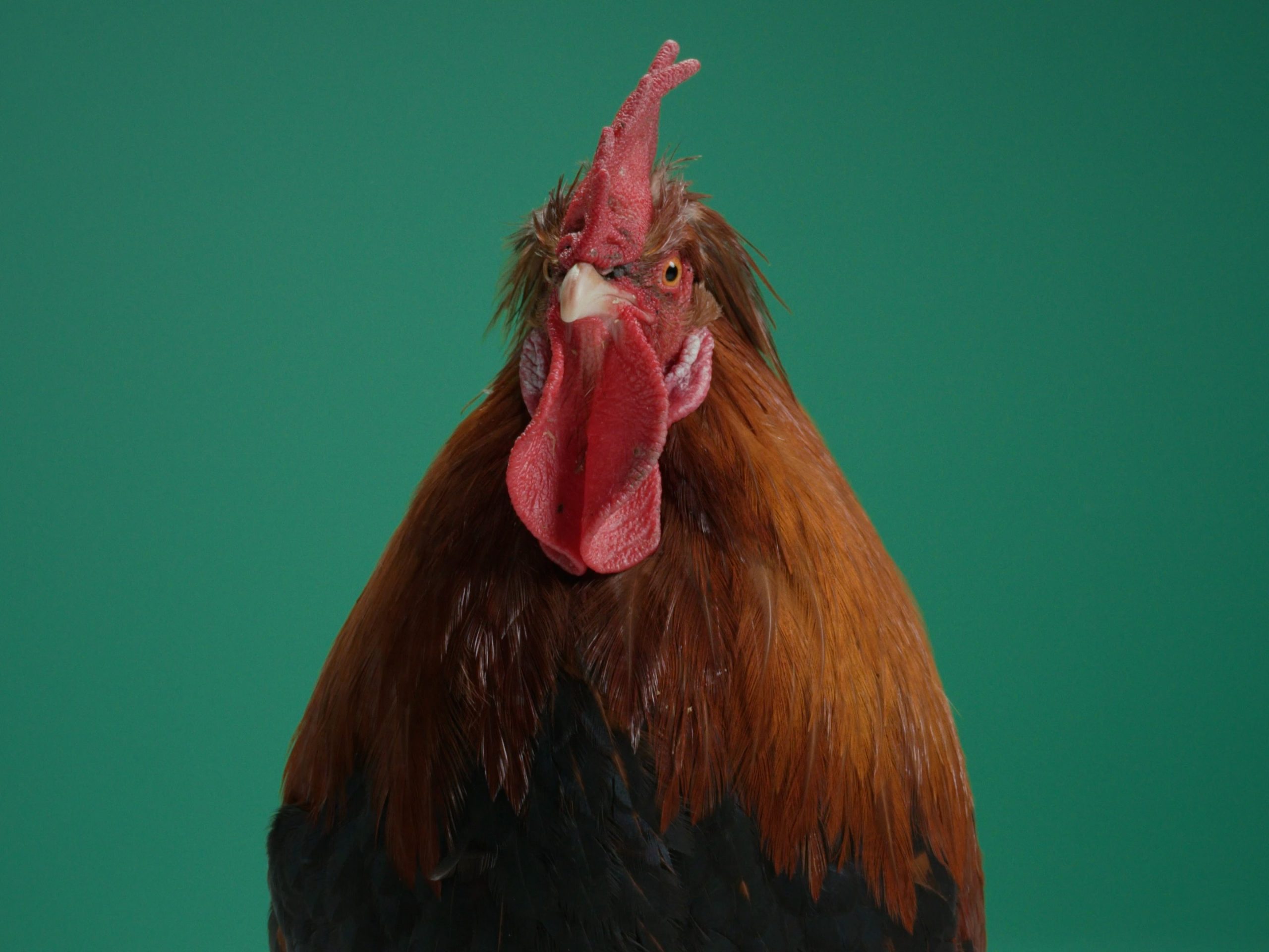 WANDERHUHN_16x9_Still_1