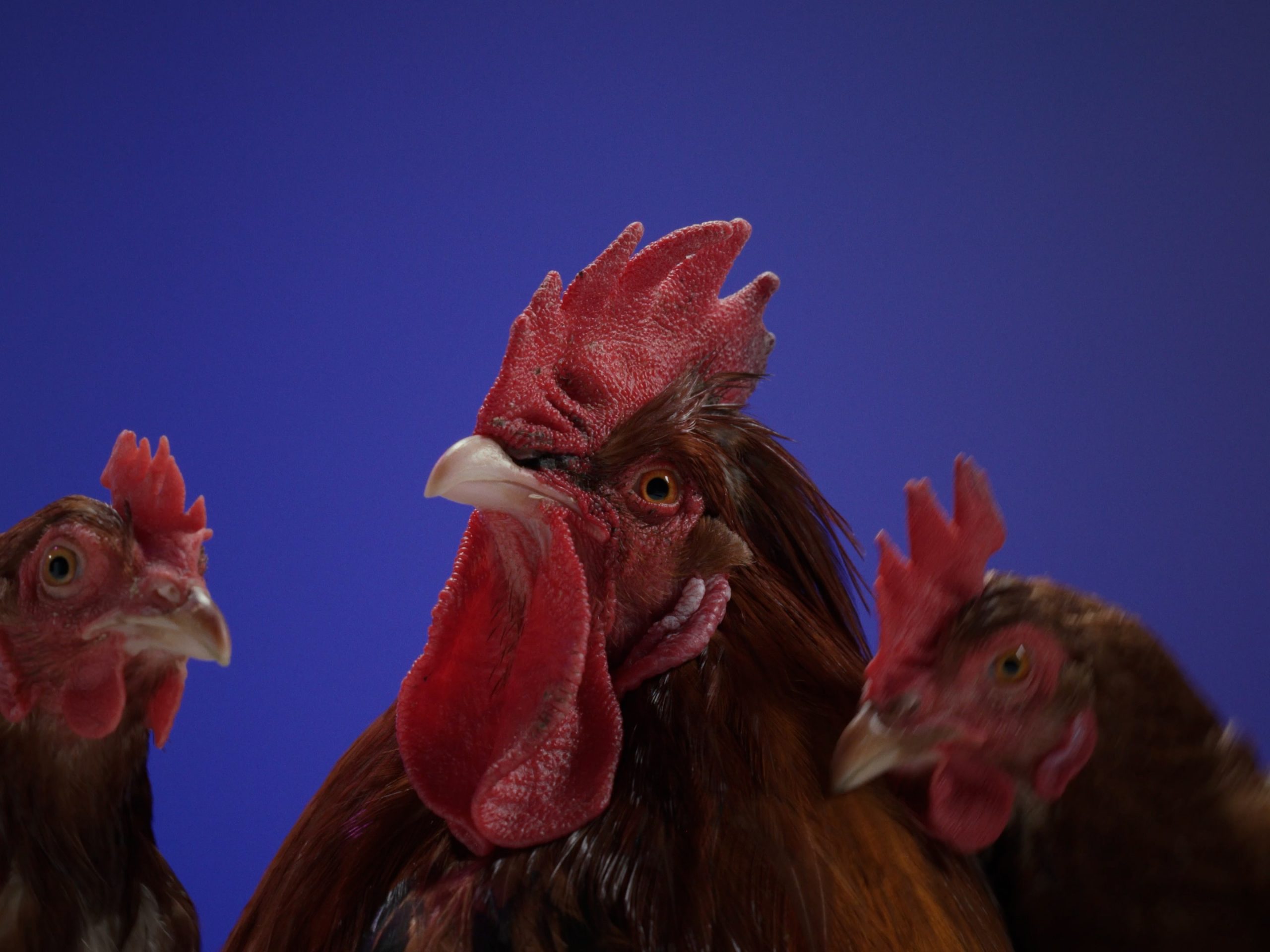 WANDERHUHN_16x9_Still_2