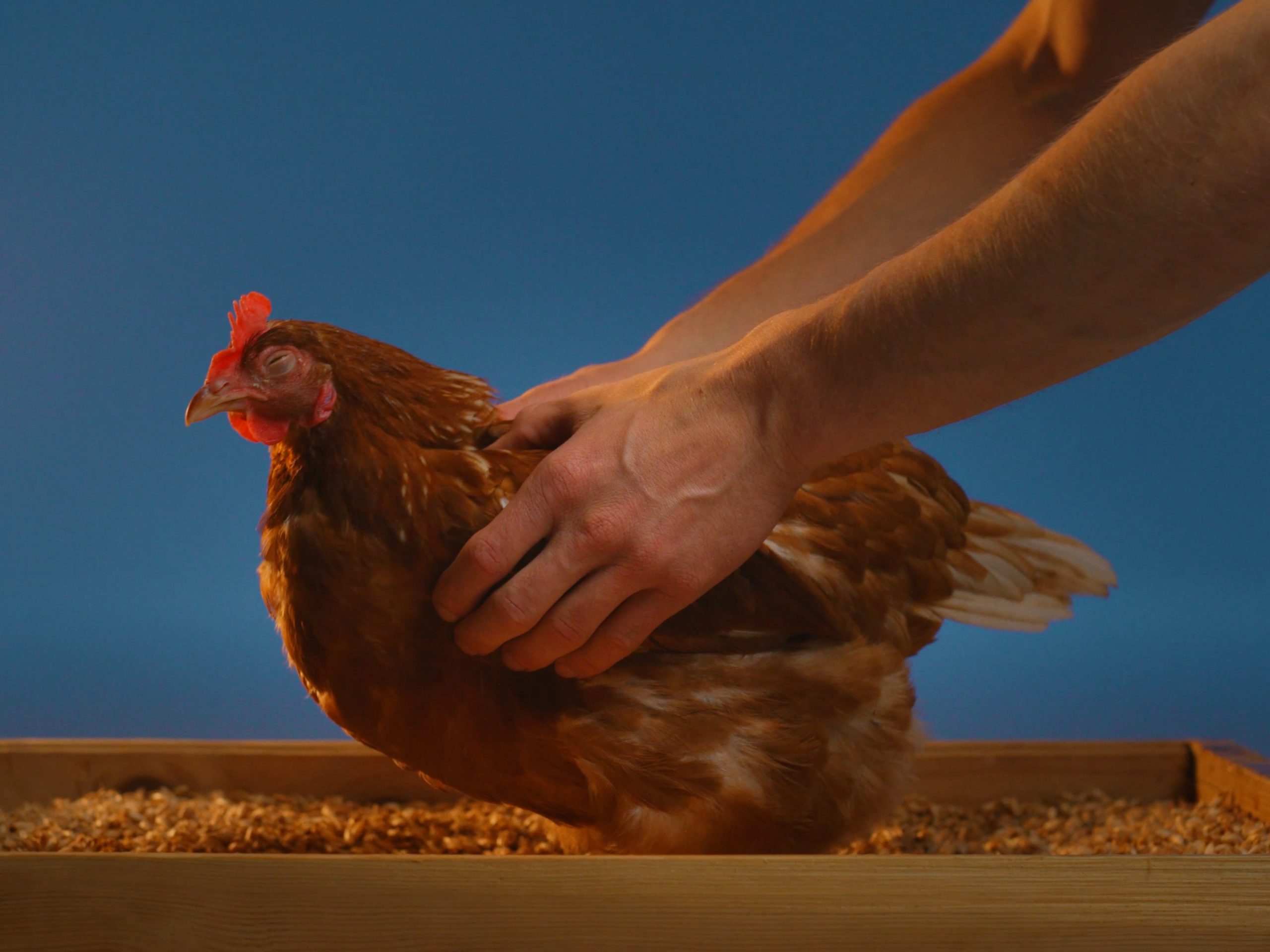 WANDERHUHN_16x9_Still_3