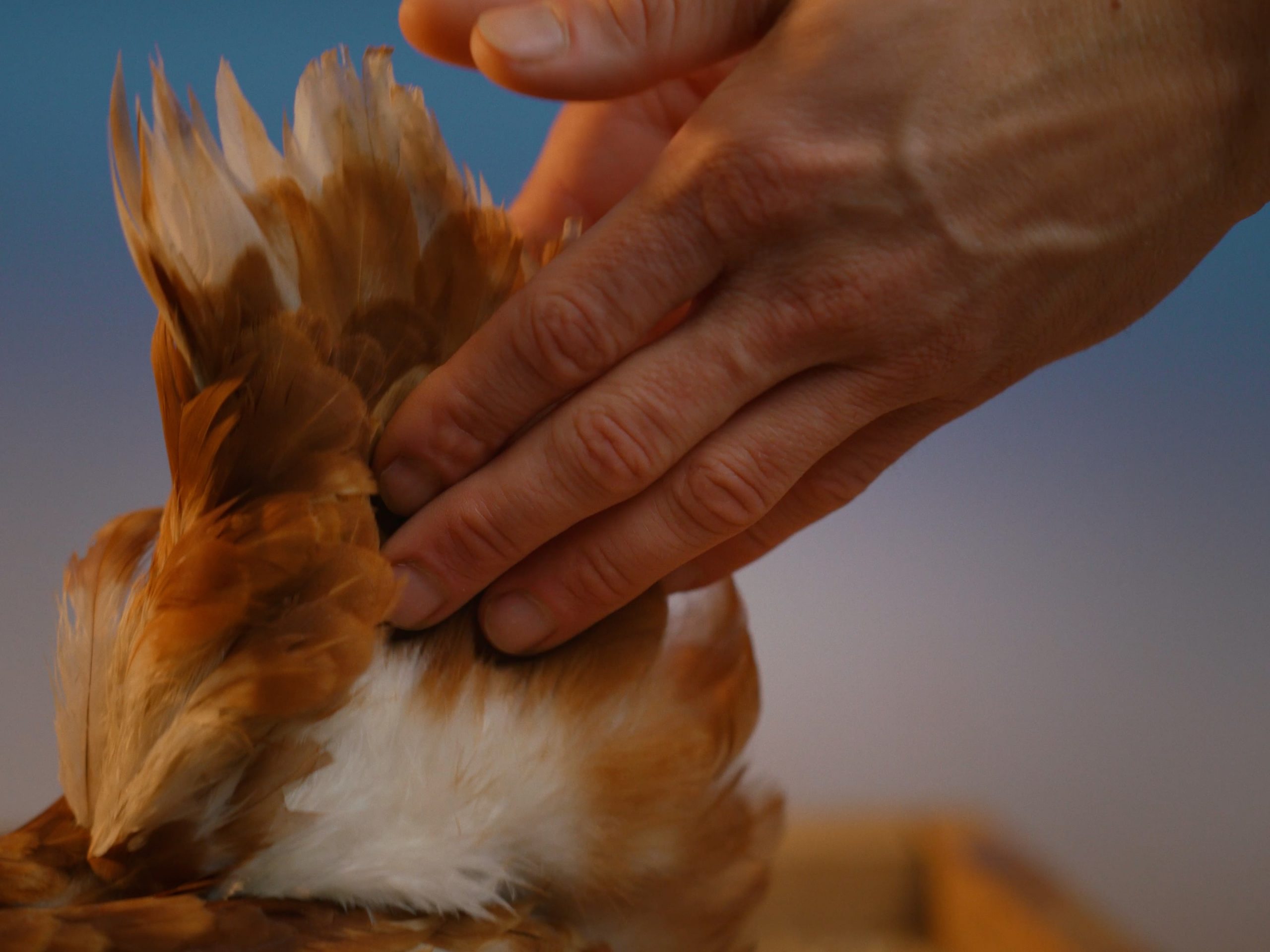 WANDERHUHN_16x9_Still_6