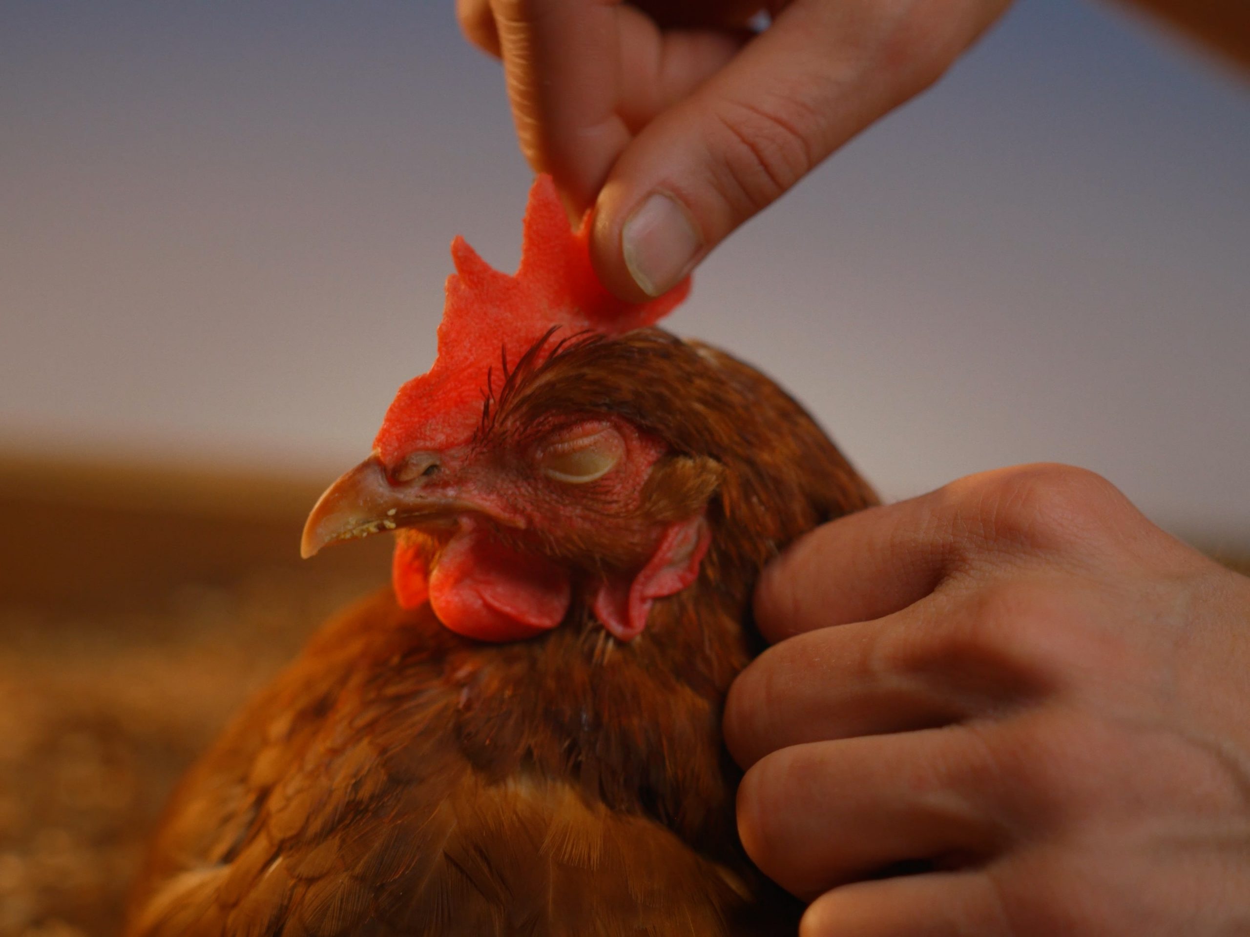 WANDERHUHN_16x9_Still_7