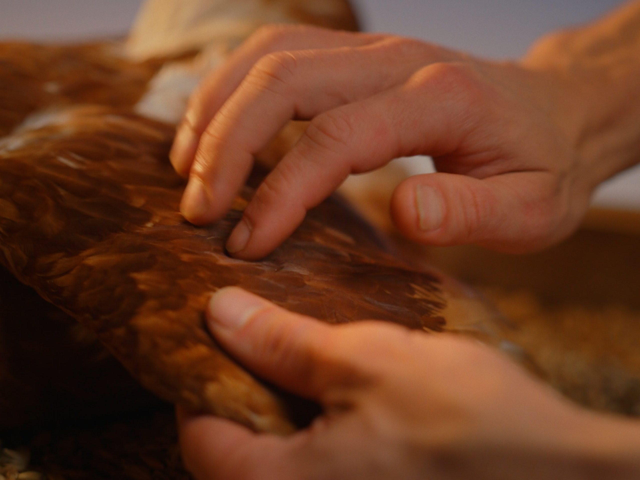 WANDERHUHN_16x9_Still_8