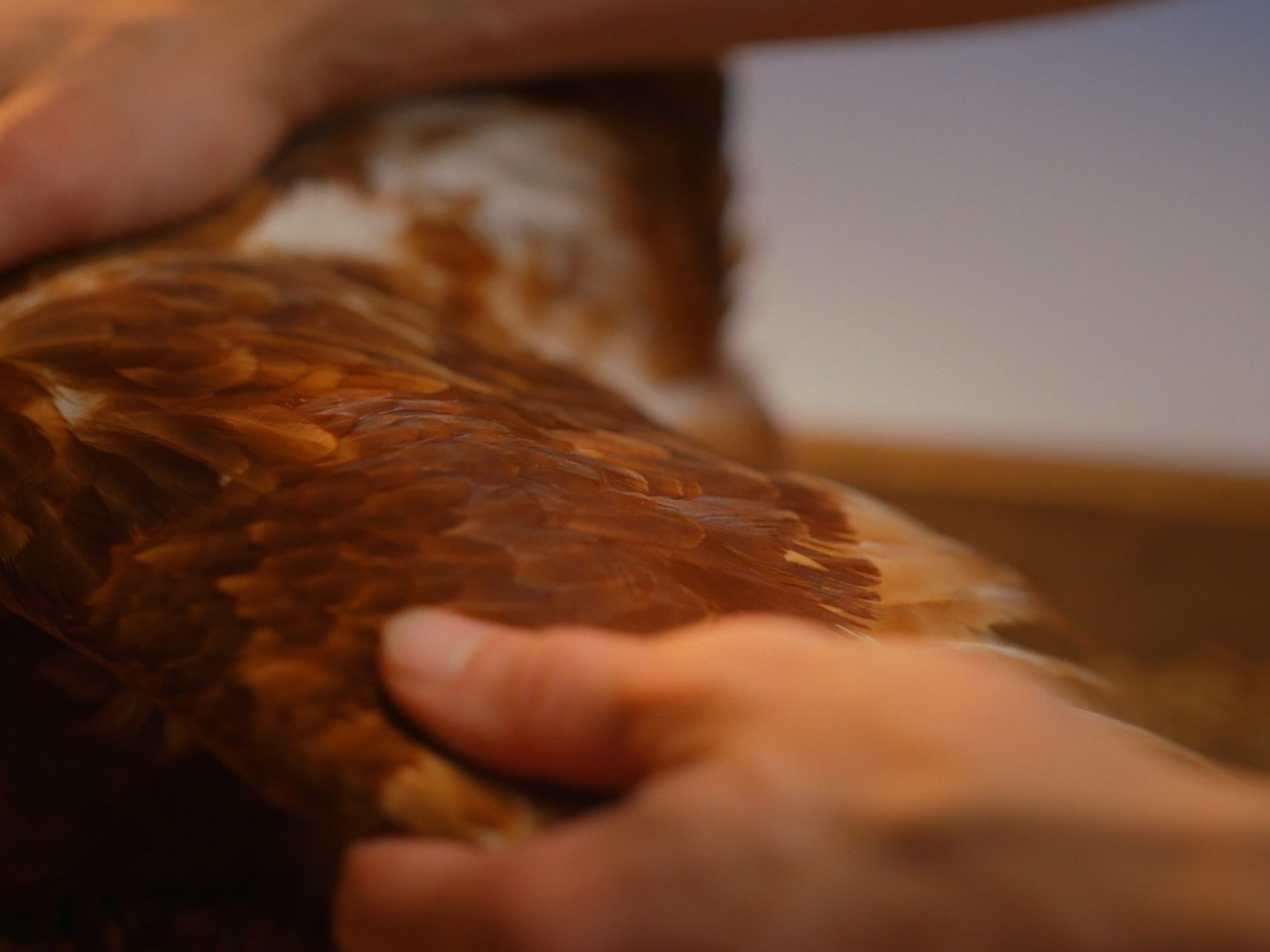 WANDERHUHN_16x9_Still_9